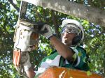 CORTE E PODA DE ARVORES PICA PAU MOTO SERRA
REMOO DE ENTULHO DEMOLIO CAMINHO PRPRIO
JARDINAG