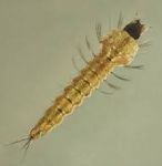 larva de anophelino