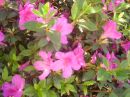 flores maravilhosas do nosso jardim